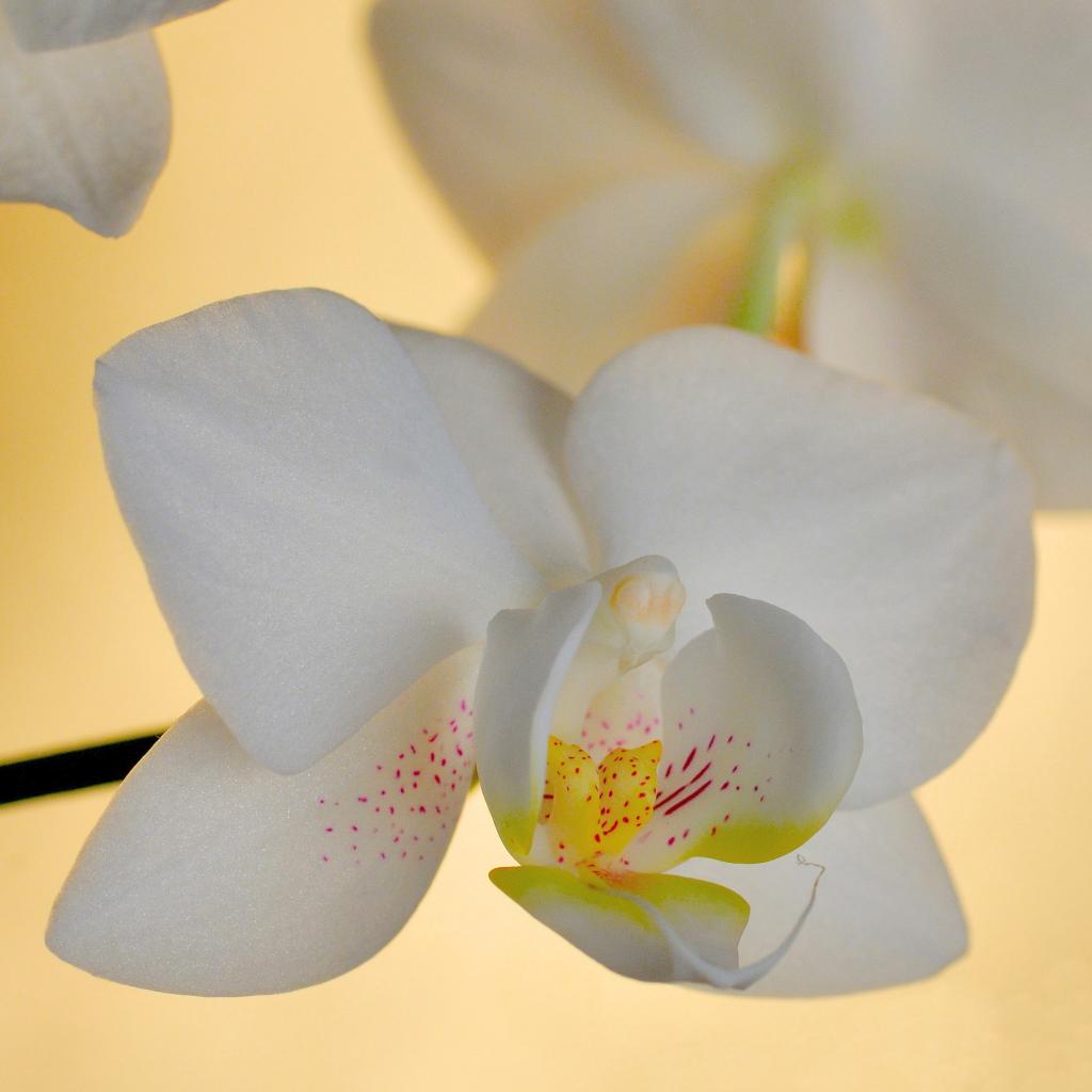 Orchidee ganz Quadrat II