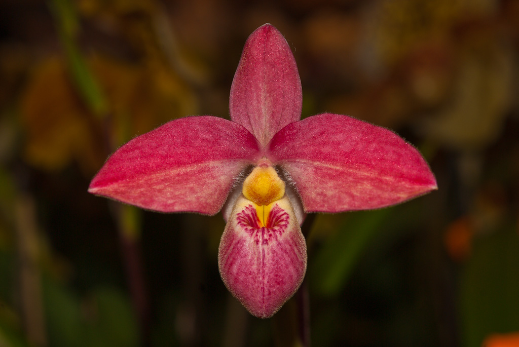 Orchidee in rot...