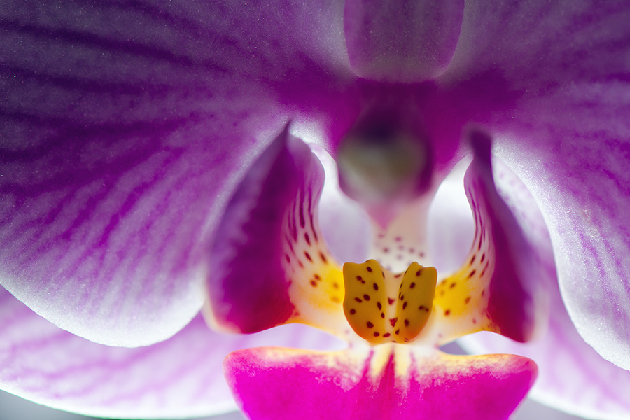 Orchidee pink