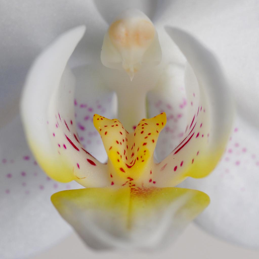 Orchidee Quadrat II