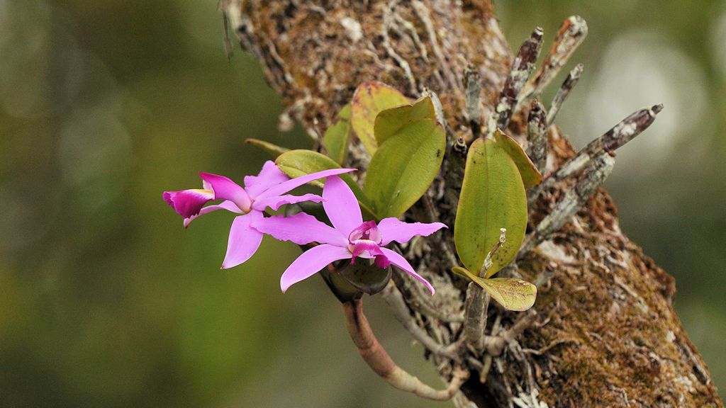 Orchidee
Rupunini bei Karanambu
5832