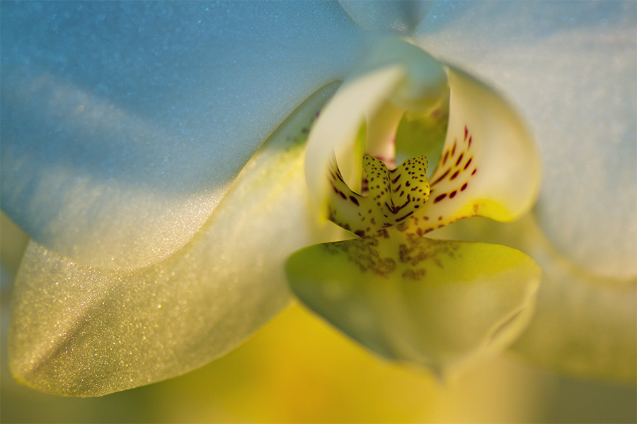 Orchidee weiß