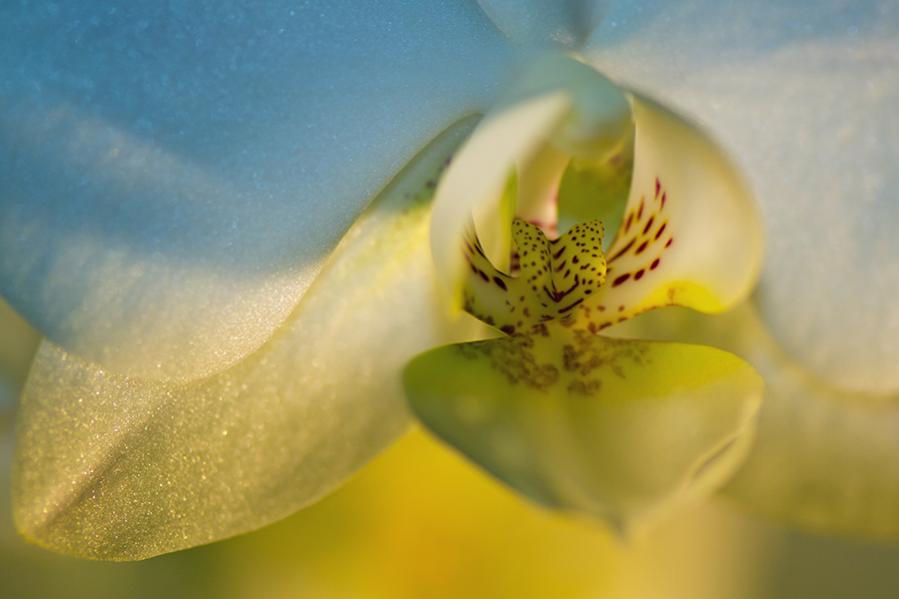 Orchidee weiß