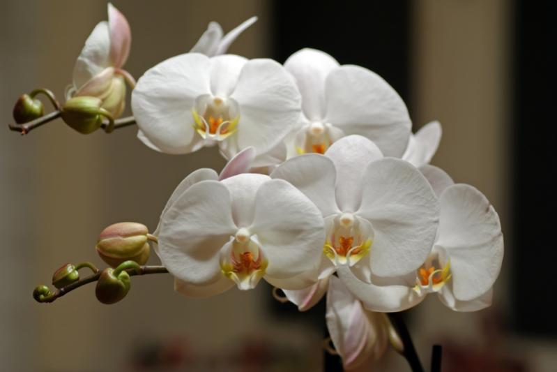 Orchidee