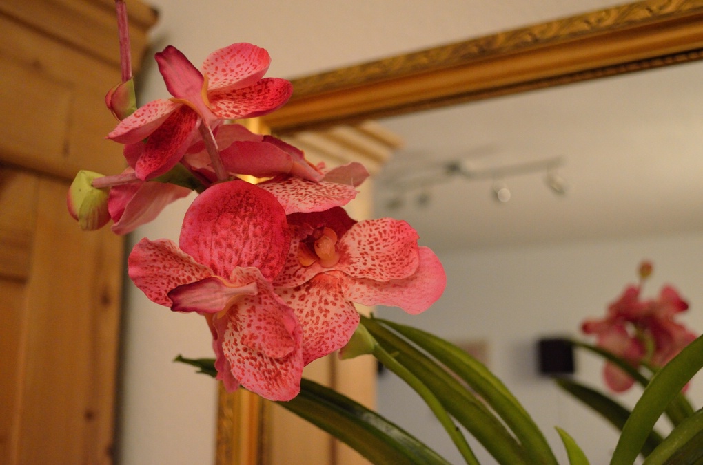 Orchidee