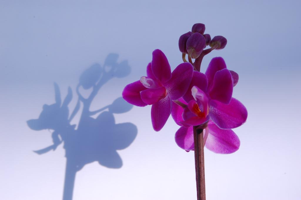 Orchidee