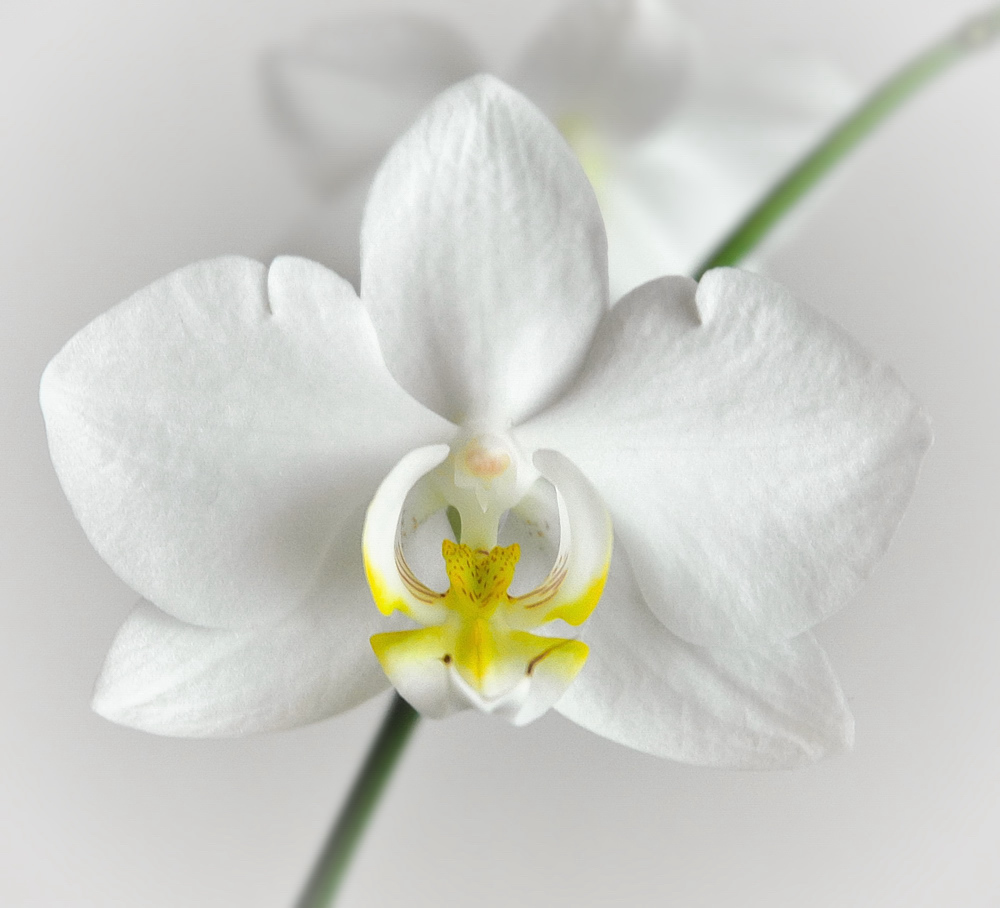 Orchidee