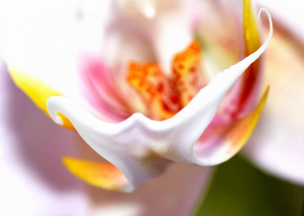 Orchidee