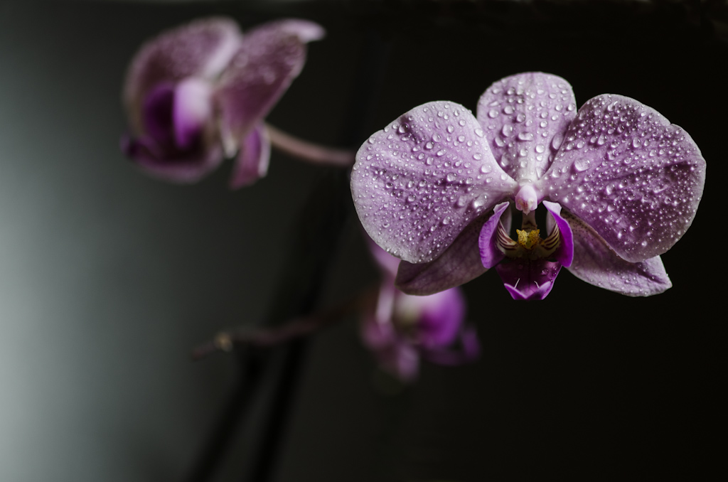 Orchidee