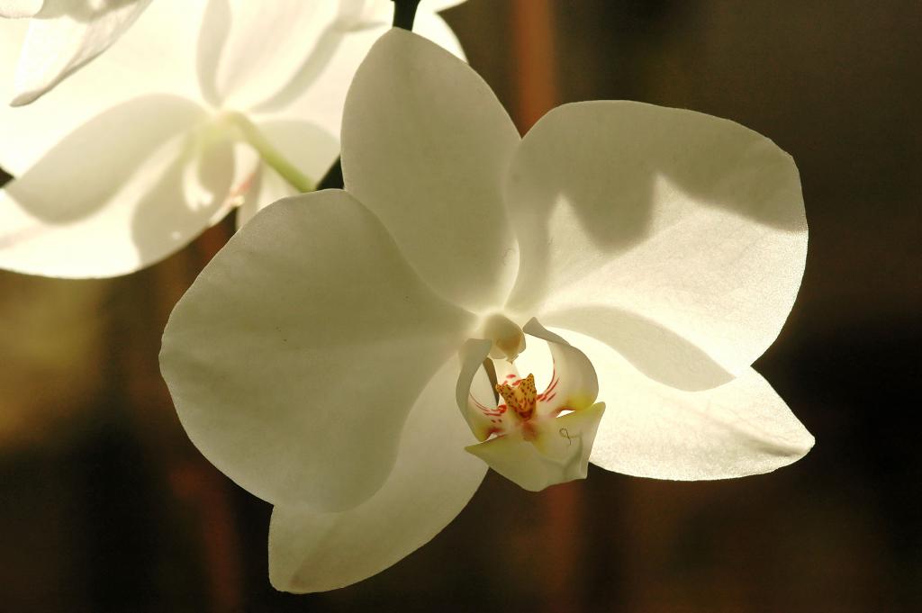 Orchidee