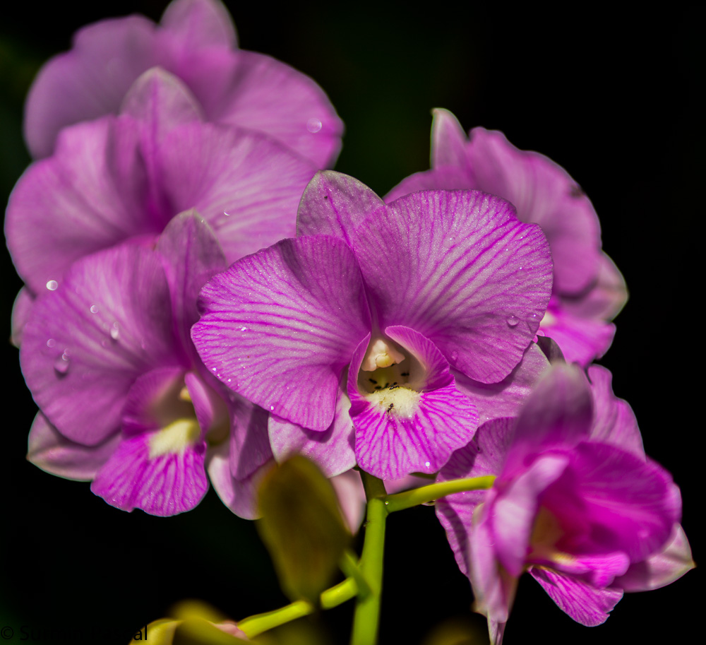 Orchidee