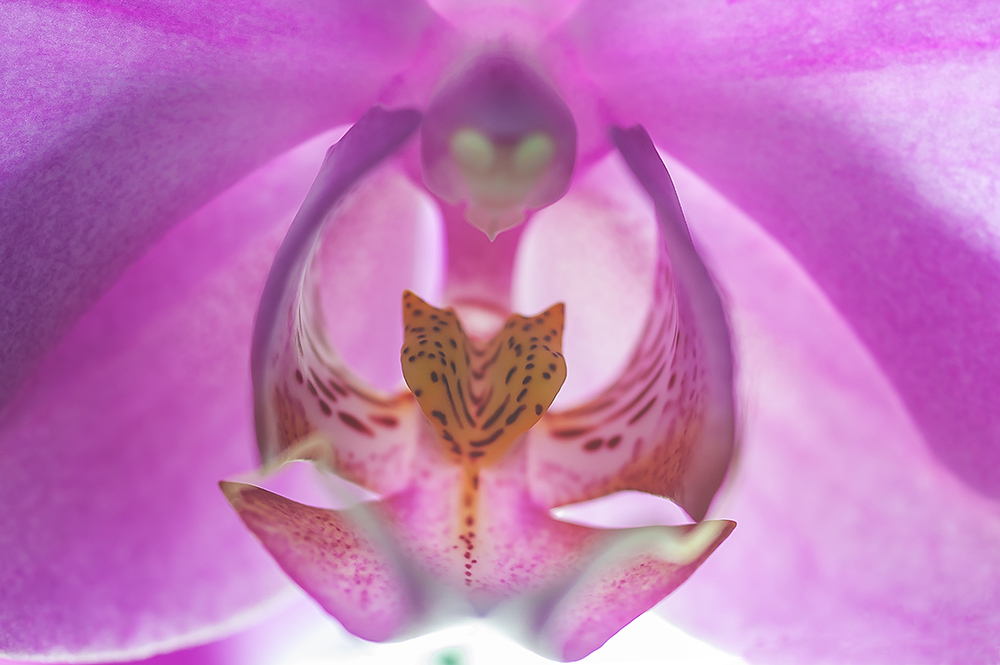 orchidee