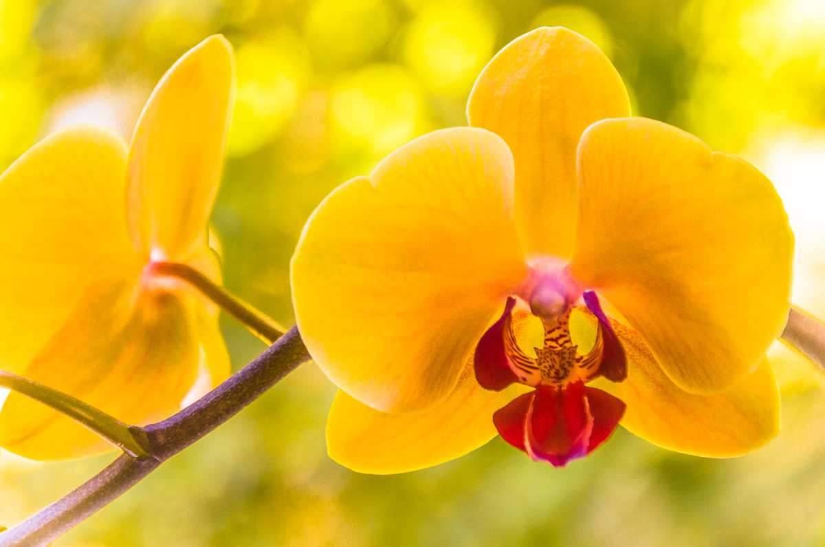 Orchidee