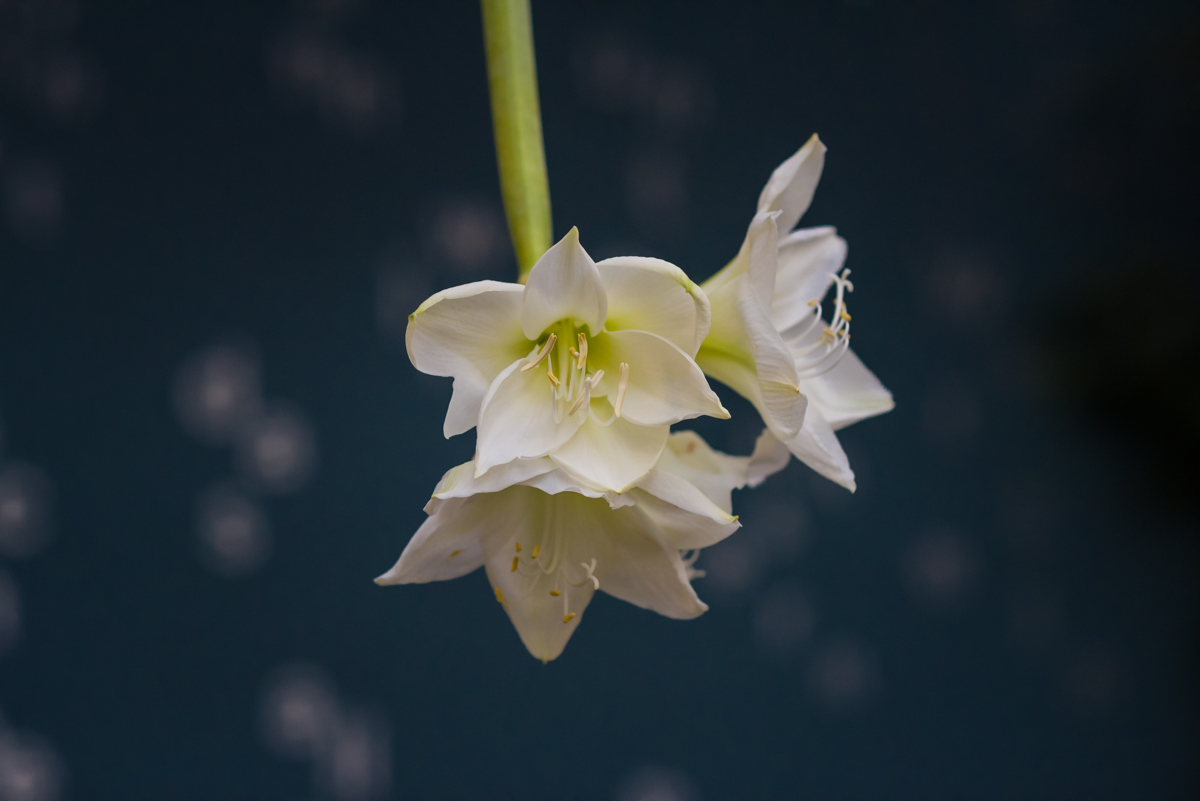Orchidee