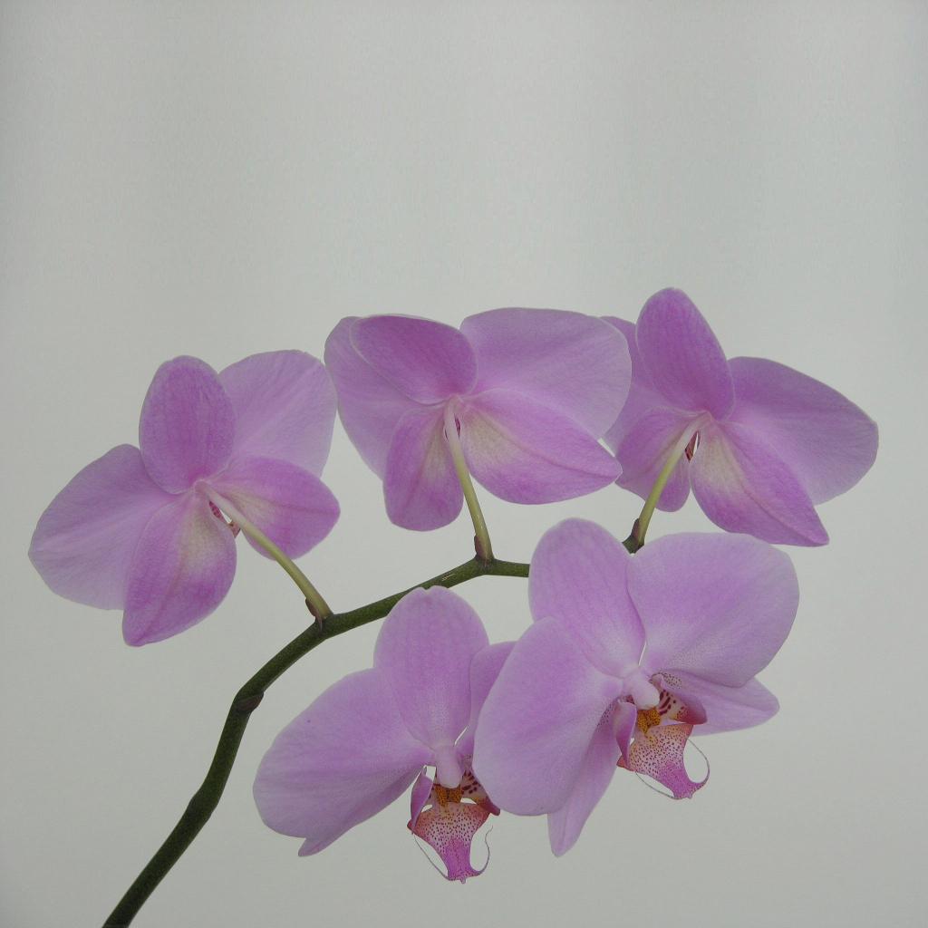 Orchidee