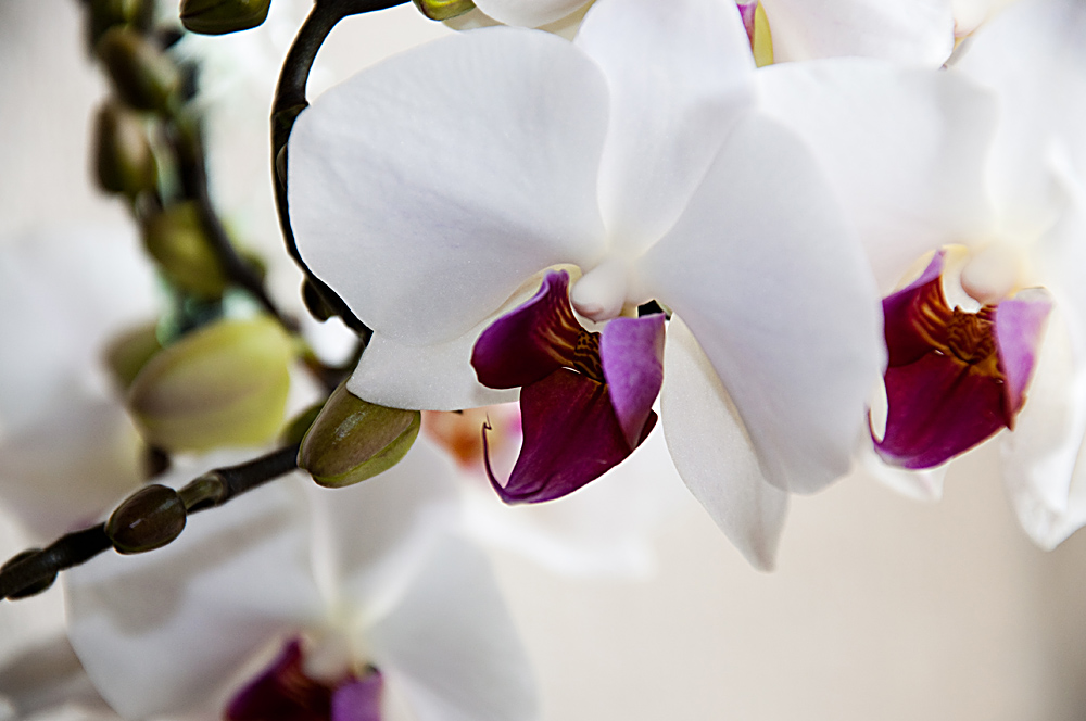 Orchidee