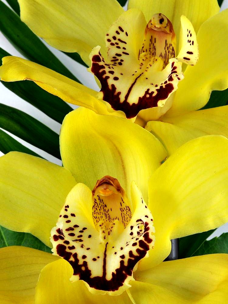 orchidee01