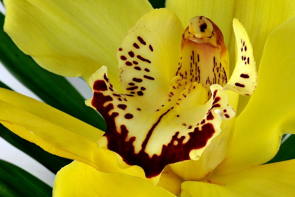 orchidee02