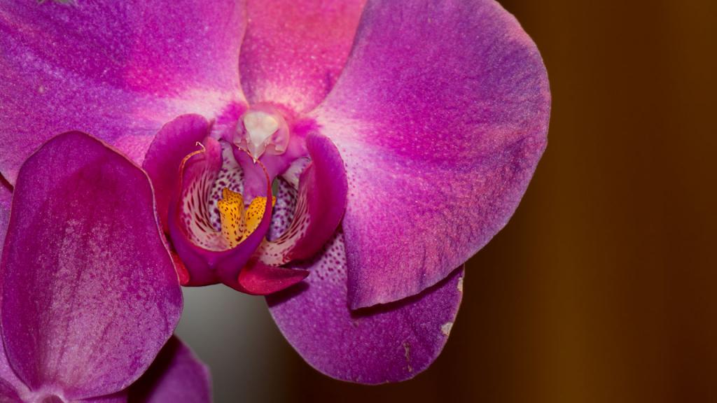 Orchidee2