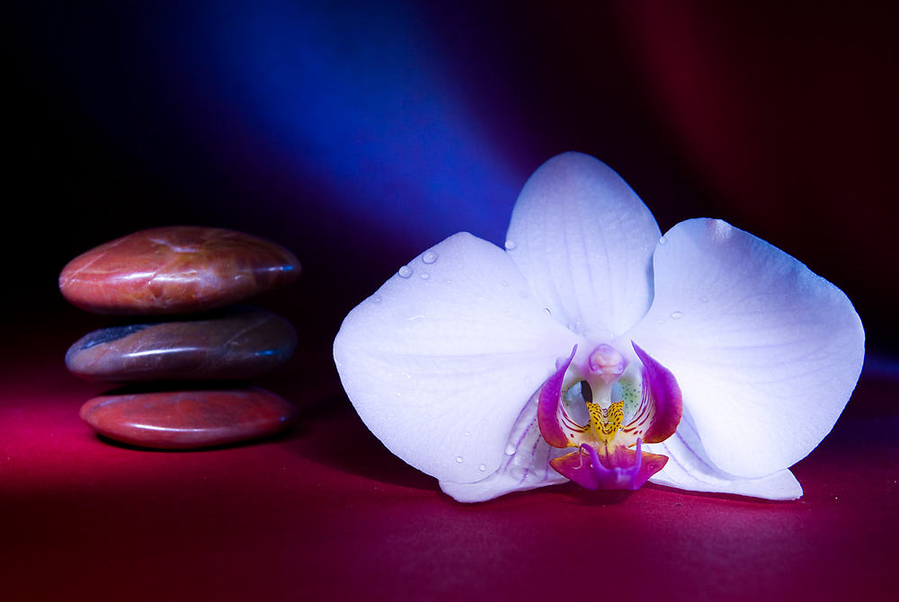 orchidee7