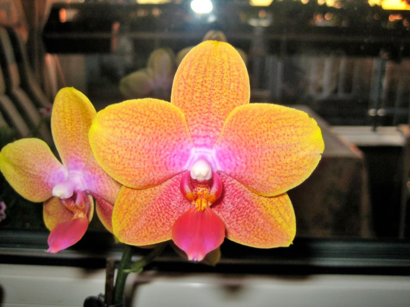 Orchideen 09