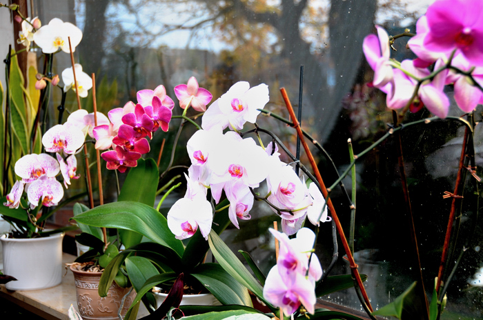 orchideen 3a