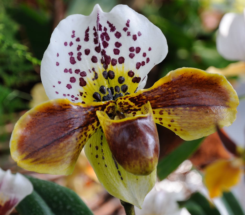 Orchideen im warmen Gewächshaus