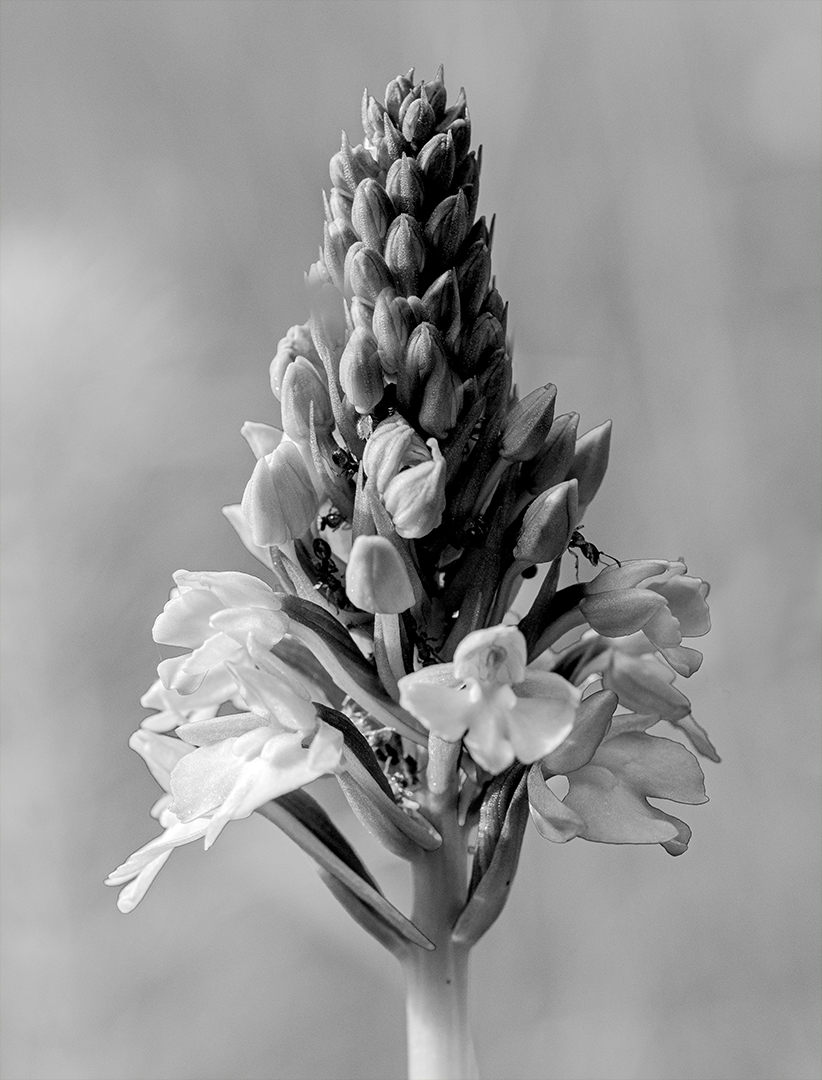 Orchideen.jpg