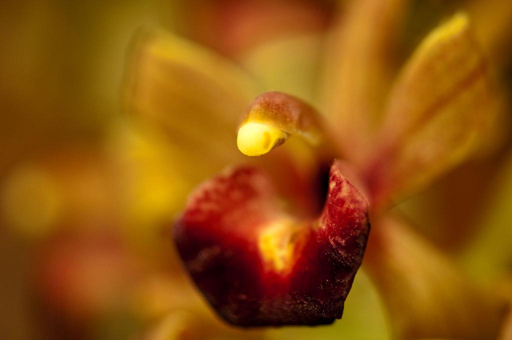 Orchideen Macro