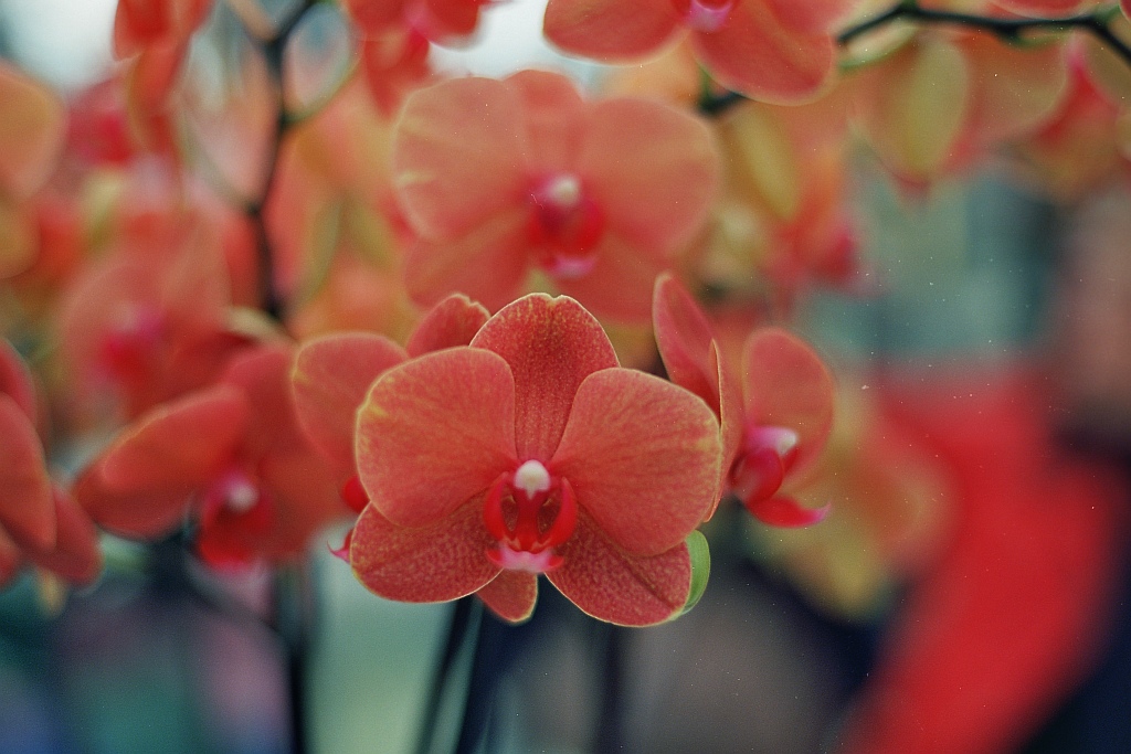 Orchideen