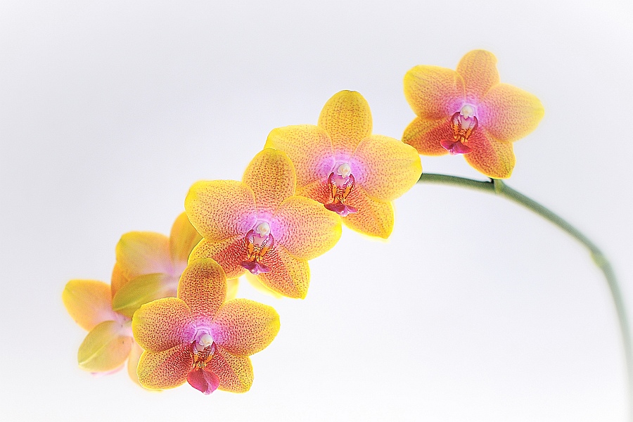 Orchideen