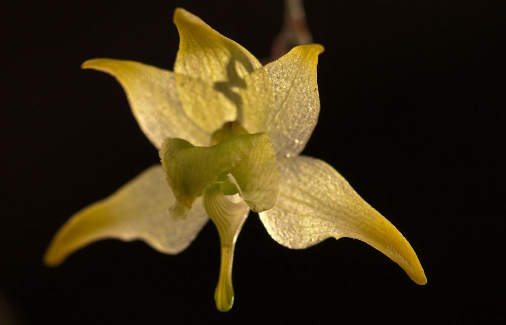 Orchideen