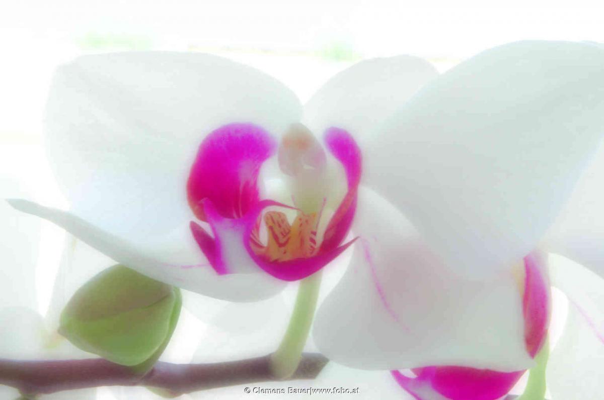 Orchideenblüte in weiß. Mehr gibts auf www.fobo.at