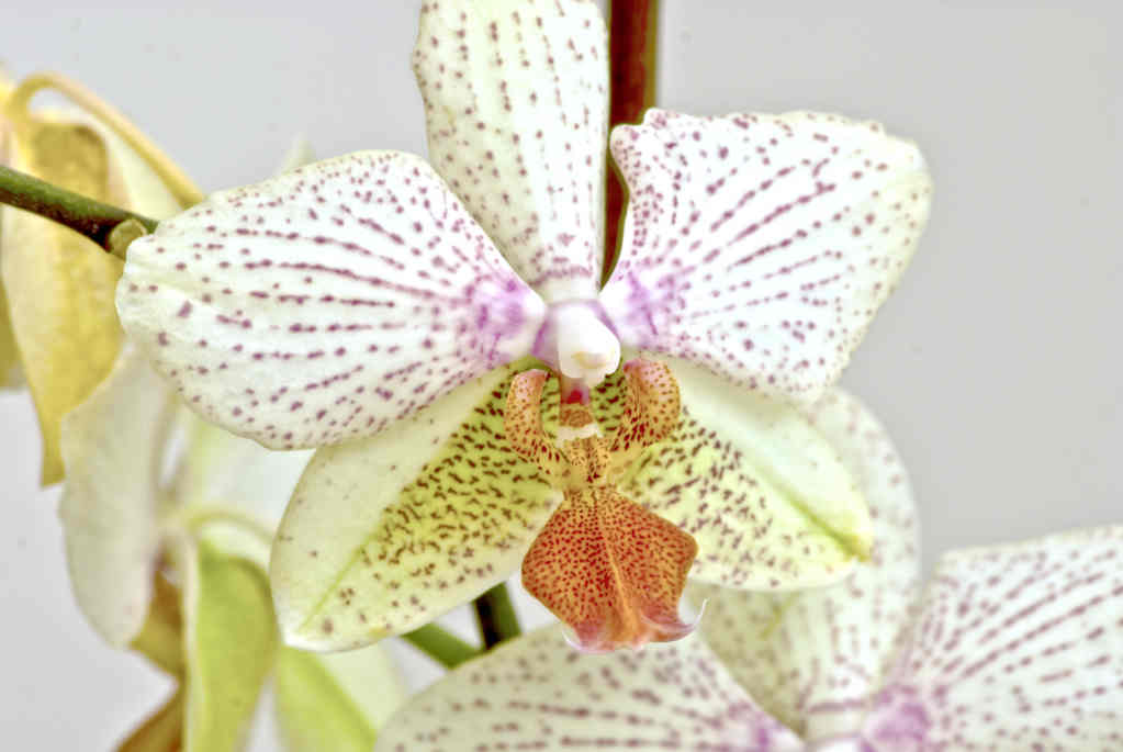 Orchideenblüte