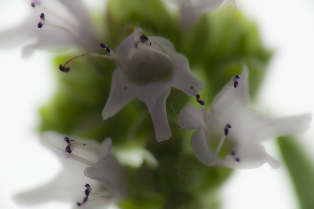 Oregano in Farbe