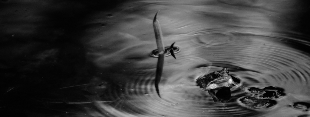 Originalbild made by Deichschaf