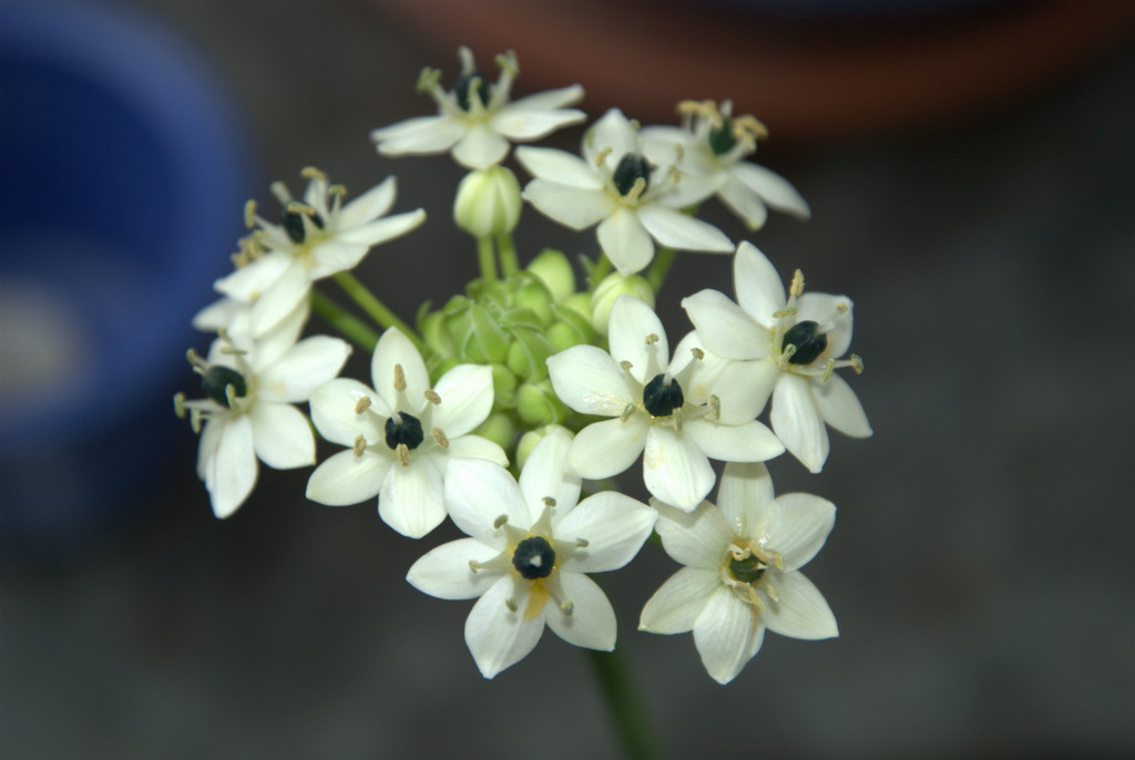 Ornithogalum saundersiae
