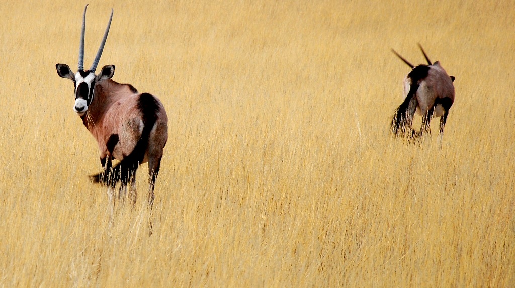 Oryx Antilopen1