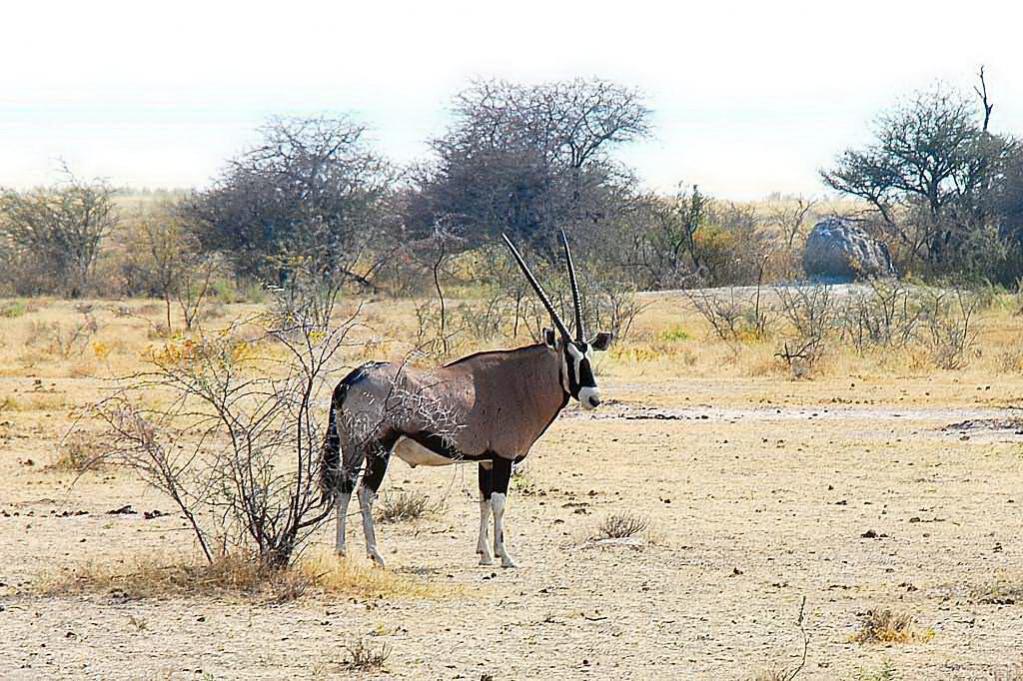 ORYX