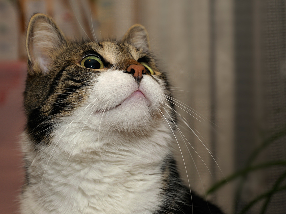 Oskar