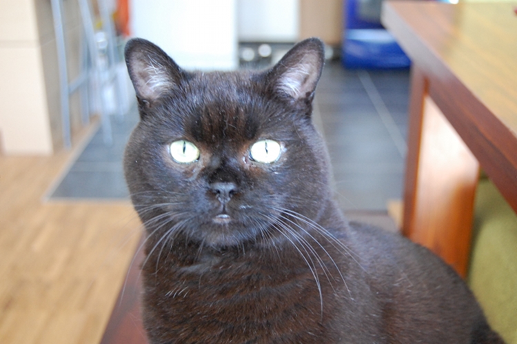 Oskar