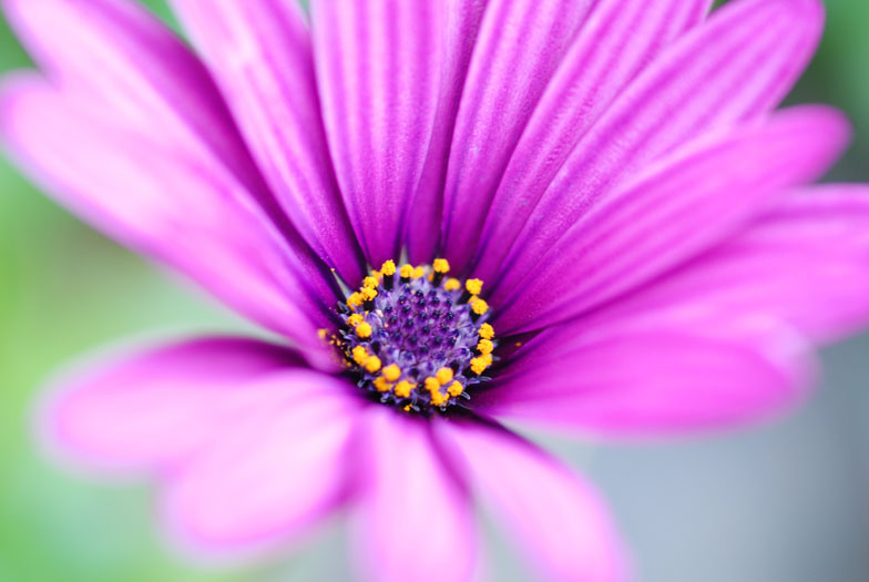 Osteospermum