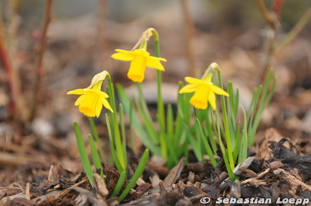 Osterglocken im Garten