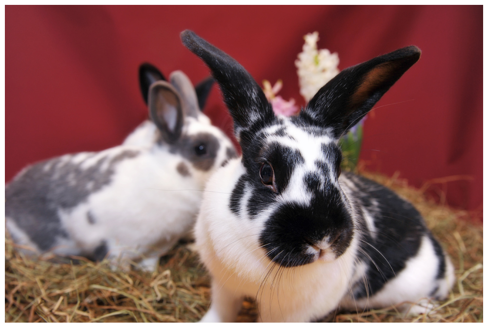 ostern1