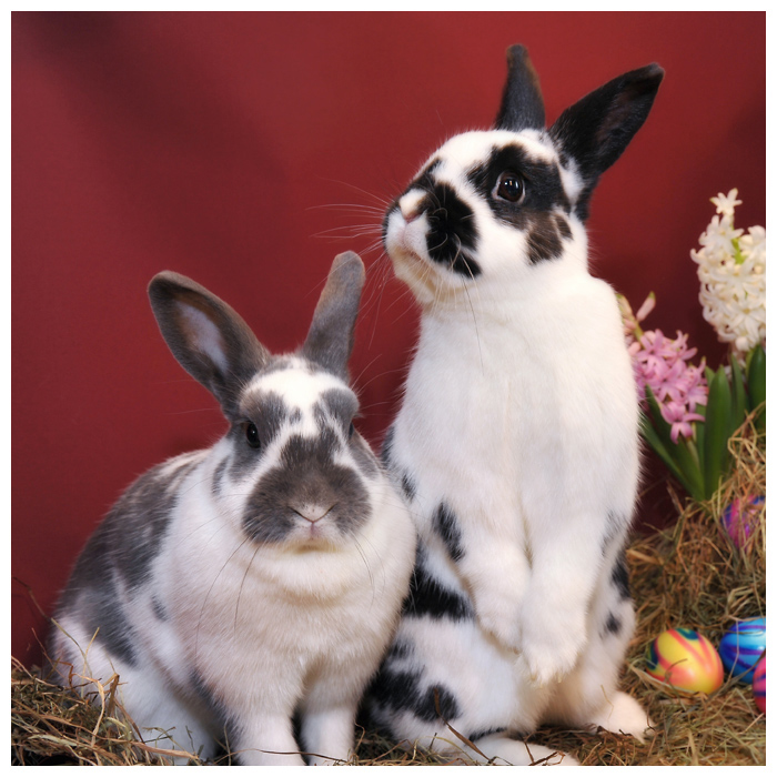 ostern2