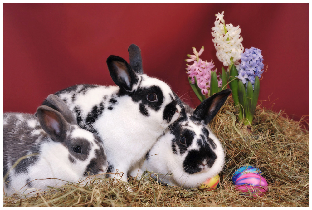 ostern2