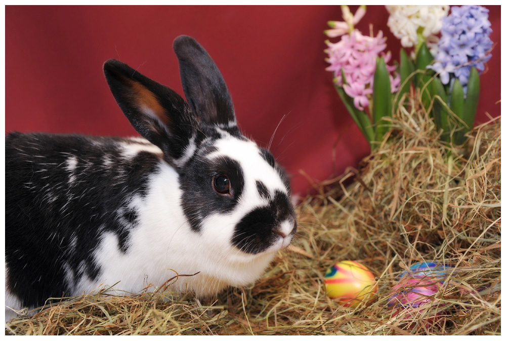 ostern4