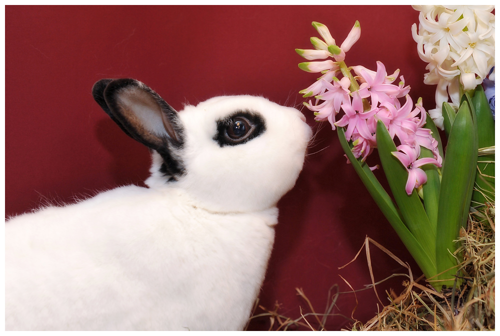 ostern5