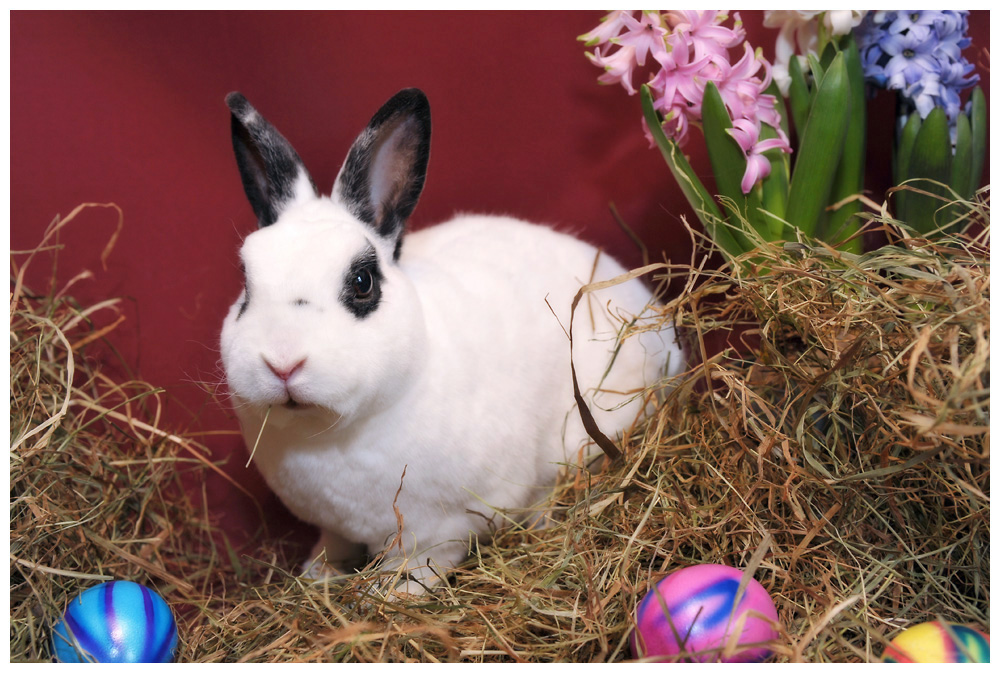 ostern6