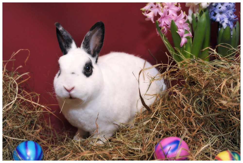 ostern8